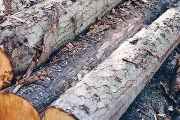 Cut logs stacked, Background.