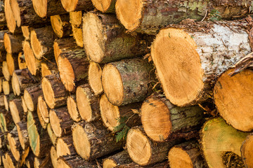 Cut logs stacked, Background.