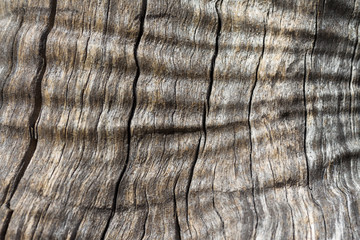 Olive tree trunk, close-up of the wood grain and texture. Mallorca, Spain. 
