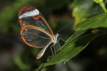 Fototapeta na wymiar Glass butterfly