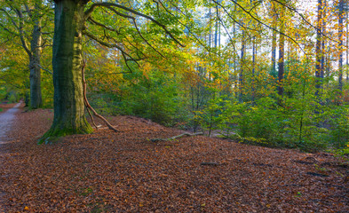 Foliage in a forest in autumn colors in sunlight at fall
