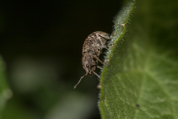 Nettle weevil