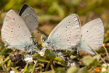 Small blue butterfly's