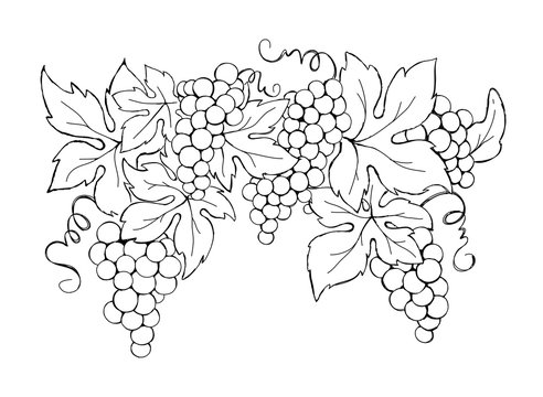 Grapes / Vector illustration, vintage design element