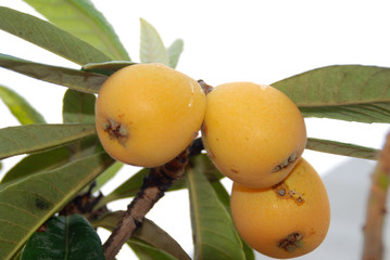 NÍSPEROS EN EL ÁRBOL. ERIOBOTRYA JAPONICA