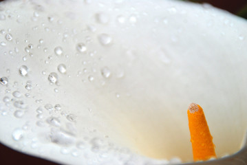 LIRIO DE AGUA O CALA