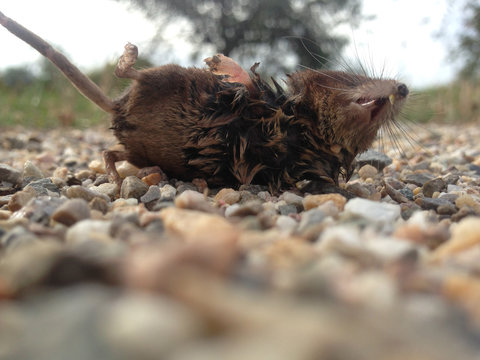 Kleine Spitzmaus, Feldspitzmaus, liegt tot auf einem Schotterweg