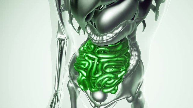 medical science of human intestine model with all organs and bones