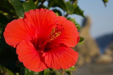 和歌山県串本町橋杭岩のハイビスカス