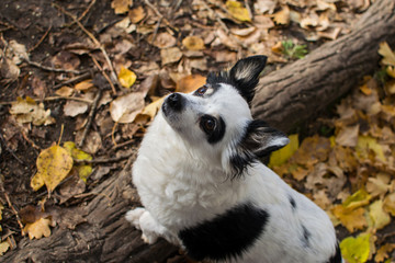 Black and white dog on a walk in the autumn forest. Autumn mood.