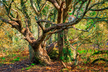 Fototapeta premium Red cat on an old sprawling oak tree in the park