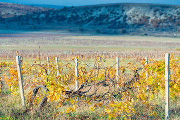 mountain plantations of grapes in the autumn afternoon, empty vines with yellowed leaves