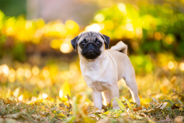 Puppy standing tall on the street. Happy cute pet. Purebred fawn pug, animal health, veterinary, pet care.