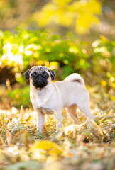Obraz premium Puppy standing tall on the street. Happy cute pet. Purebred fawn pug, animal health, veterinary, pet care.