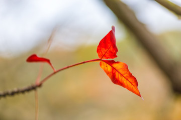 tree with red leaves in the park close-up