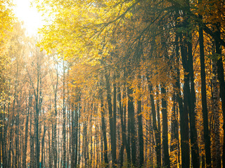 Autumn park with falling leaves,vertical,copyspace