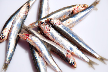 BOQUERONES AISLADOS EN CRUDO