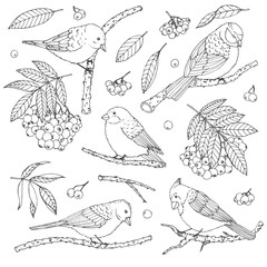 Hand drawn vector set of birds, branches, leaves and rowanberry contours isolated on white background. Winter decoration line art in sketch style for coloring books.