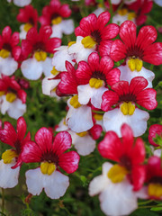 White-red carpet of Nemesia strumosa flowers. Bright summer background for any natural idea.