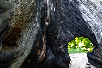 Burnt stump on the background of the forest.