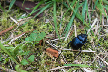 black beetle