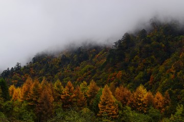 Autumn forest close to Moxizhen in Sichuan, China 