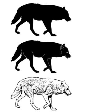 wolf silhouette and sketch illustration - vector