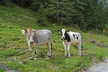 Fototapeta premium Grasende Kühe/ grasende Kühe auf einer Bergweide im Stubaital, Österreich