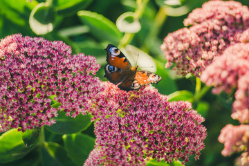 butterfly, butterfly on flowers, butterfly