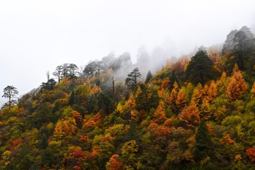 Autumn forest close to Moxizhen in Sichuan, China 