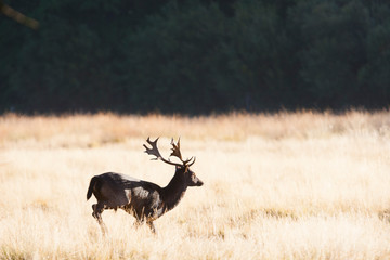 RICHMOND, UK An unusual melanistic (all-black) fallow deer (dama dama) runs across open land.