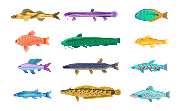 Jack Dempsey and Cichlid Set Vector Illustration