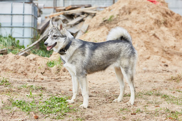 West Siberian Laika puppy 6 mounth