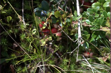 Растения,путешевствия,природа.