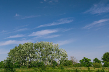 Obraz premium Beautiful cirrus cloud