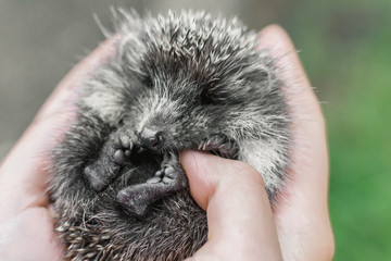 hedgehog on hand