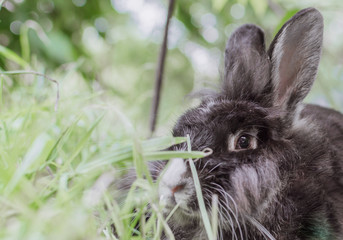 portrait of a rabbit in the grass