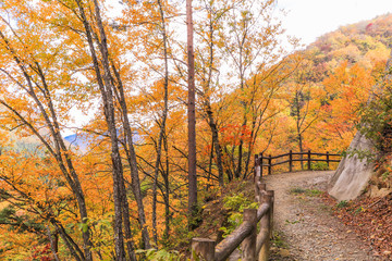 Naklejka premium Beautiful mountain view of Japan autumn ,Nagano Prefecture Japan.