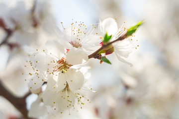 apricot flowers close up