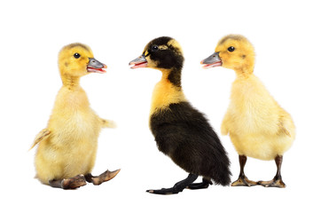 Three ducklings standing together, isolated on white background