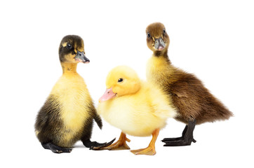 Three ducklings together isolated on white background