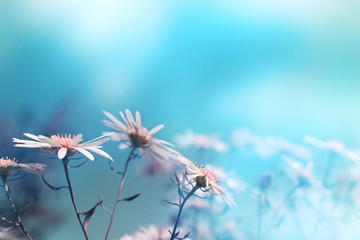 Daisy flowers in soft blue light. Macro. Spring and summer daisies in the meadow. Blurred bokeh...