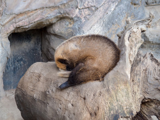 Obraz premium アナグマの寝姿