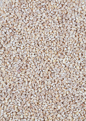 pearl barley isolated on white backrgound