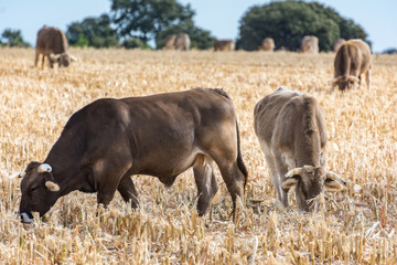 Group of cattle grazing in a field of harvested corn