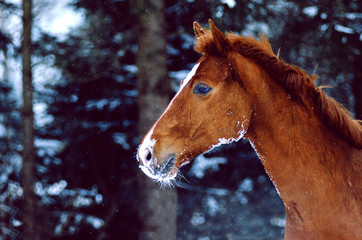 Pferd im Schnee II Portrait