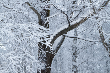 trees covered with snow in winter park