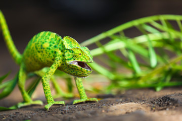 Little green female chameleon  (chamaeleonidae)