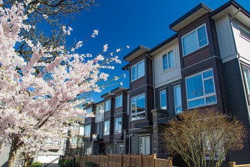 Modern low rise wood frame complex. On sunny day in spring with blooming sakura trees.