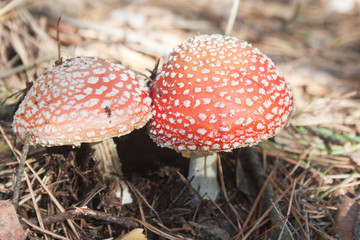 Poisonous mushrooms, amanita. Candid.